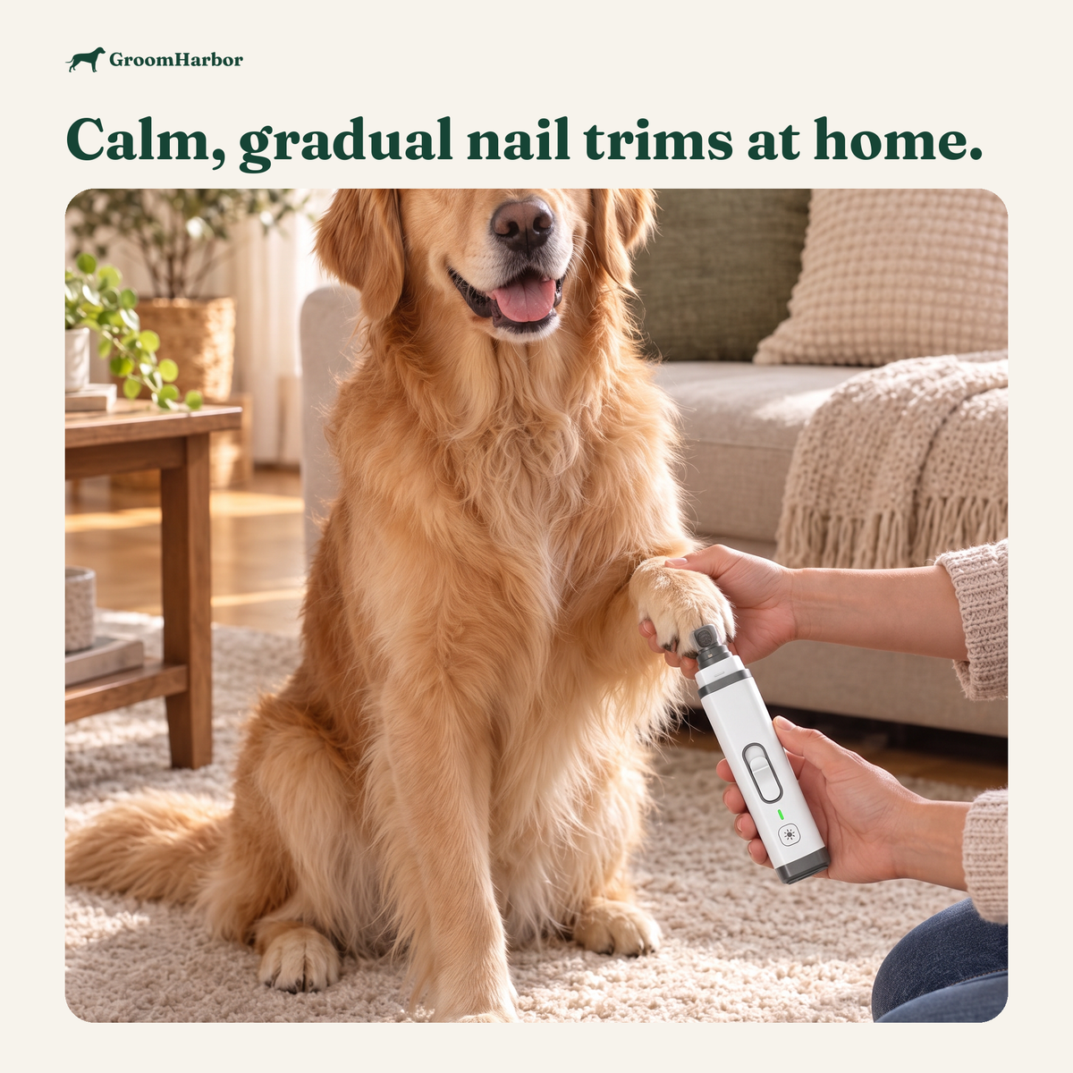 Owner using a quiet dog nail grinder on a relaxed dog's front paw