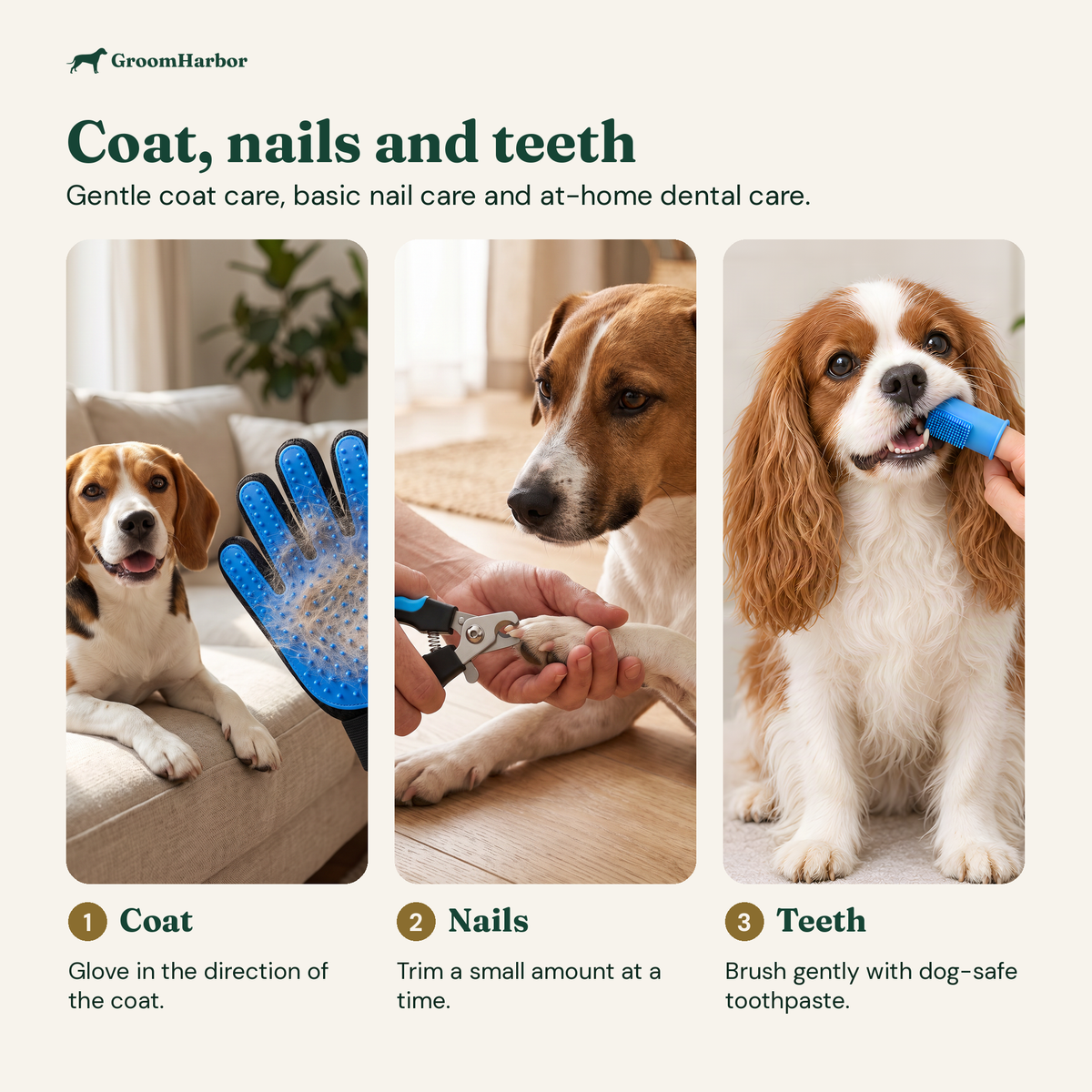 Dog having its teeth brushed gently with a finger toothbrush and dog-safe toothpaste