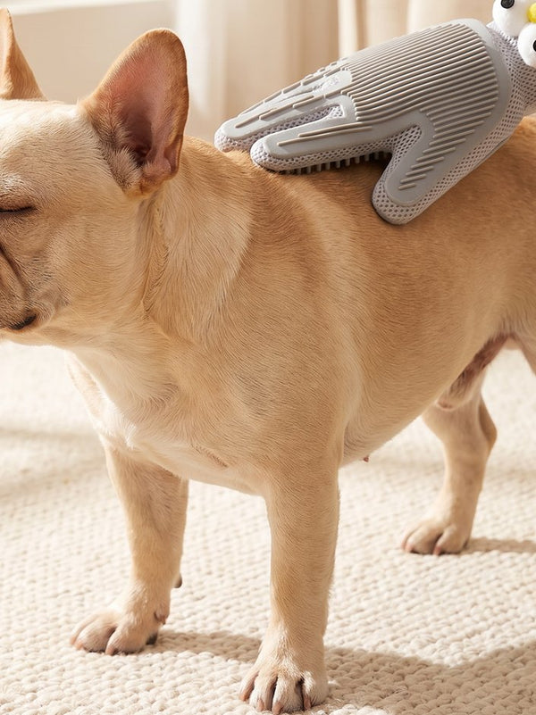 French bulldog being groomed with the FurMitt glove