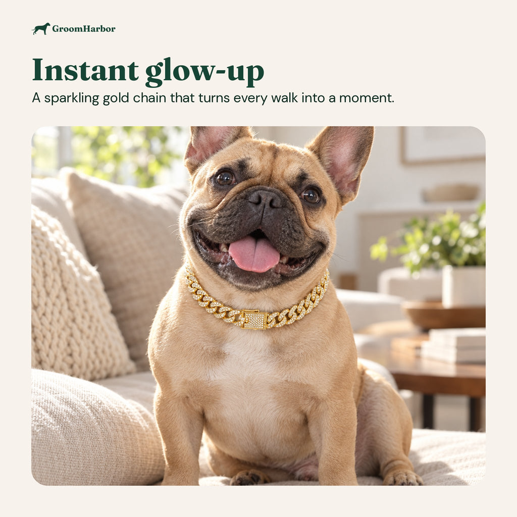 Fawn French bulldog on a cream sofa wearing the gold rhinestone chain collar