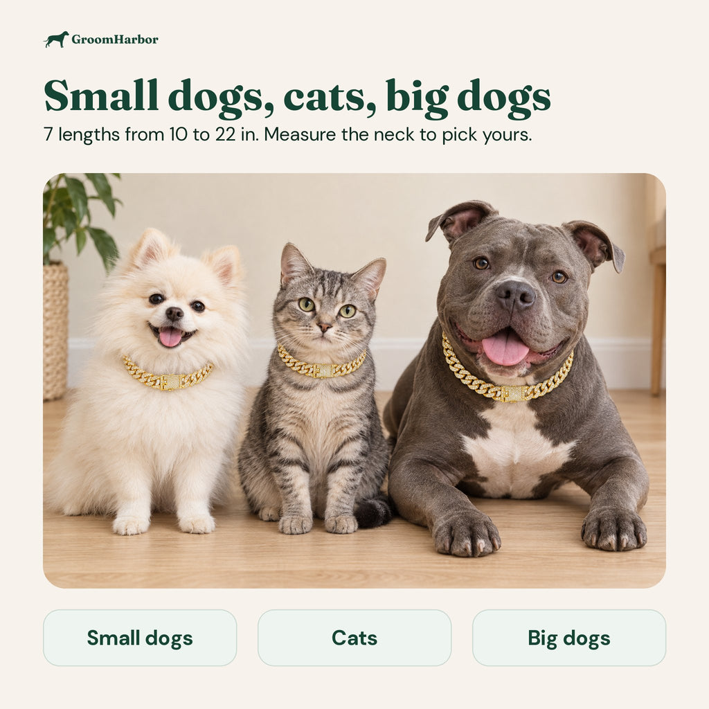 Pomeranian, tabby cat and grey bully dog each wearing the gold rhinestone chain collar; 7 lengths from 10 to 22 in