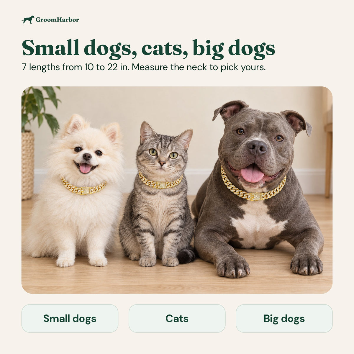 Pomeranian, tabby cat and grey bully dog each wearing the gold rhinestone chain collar; 7 lengths from 10 to 22 in