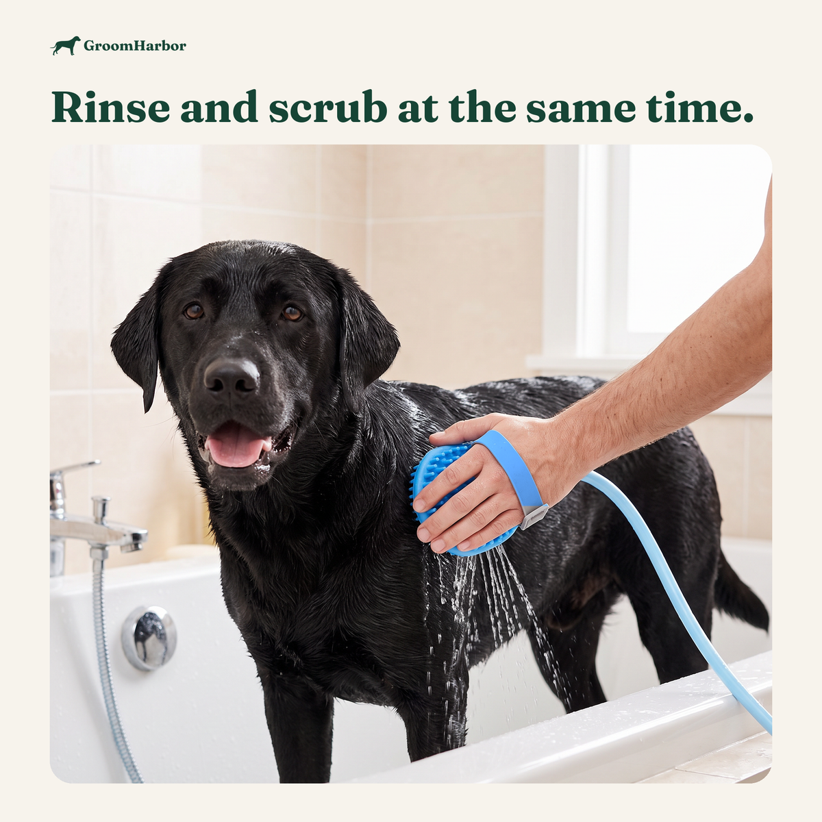 Black Labrador in a bathtub being rinsed and scrubbed with the RinseMate sprayer brush